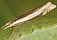 crambus_uliginosellus.jpg