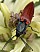 ctenicera_virens_male.jpg