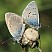 cyaniris_semiargus_copula.jpg