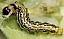 cydalima_perspectalis_chenille.jpg