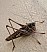 decticus_albifrons_femelle.jpg