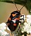 deraeocoris_schach.jpg