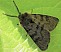 diaphora_sordida_trifasciata.jpg
