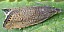 dichrorampha_sp.jpg