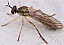 dioctria_hyalipennis_male.jpg