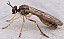 dioctria_hyalipennis_male_1.jpg