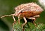 dolycoris_baccarum_juvenile.jpg