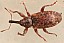 dorytomus_affinis.jpg