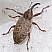 dorytomus_longmanus_femelle.jpg