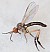 empis_nigritarsis_male.jpg