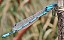 enallagma_cyathigerum_male.jpg