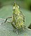 epiptera_europea_larve.jpg