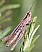euchorthippus_elegantulus_femelle.jpg