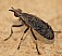 euthycera_alaris.jpg