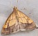 evergestis_limbata.jpg
