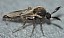 forcipomyia_costata_male.jpg