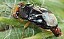 geocoris_erythrocephalus.jpg