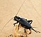 gryllus_bimaculatus_femelle_1.jpg