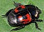 hister_quadrimaculatus.jpg