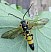 ichneumon_xanthorius_male.jpg