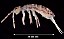 isotoma_riparia.jpg