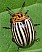 leptinotarsa_decemlineata.jpg