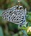 leptotes_pirithous.jpg