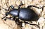 liparus_dirus.jpg