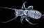 liposcelis_divinatorius.jpg