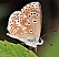 lysandra_bellargus_femelle.jpg