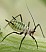 macrosiphoniella_millefolii_2.jpg