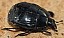 margarinotus_sp.jpg
