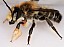 megachile_maritima_male.jpg