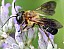 megachile_sculpturalis_male.jpg