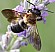 megachile_sculpturalis_male_1.jpg