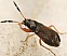 megalonotus_antennatus.jpg
