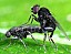 megascelia_sp_copula.jpg