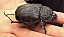 megasoma_mars_femelle.jpg