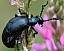 meloe_proscarabeus_male.jpg