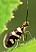micropterix_rothenbachii.jpg