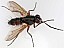 mintho_rufiventris.jpg