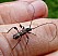 molorchus_minor_male.jpg