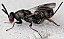 monodontomerus_sp_femelle.jpg