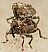 nedyus_quadrimaculatus_copula.jpg