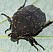 netocia_morio_8_punctata.jpg