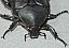 netocia_morio_anterieur_dorsal.jpg