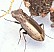 notiophilus_quadripunctatus.jpg