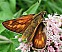 ochlodes_sylvanus_femelle.jpg