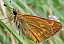 ochlodes_sylvanus_femelle_1.jpg