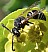 odynerus_melanocephalus_male.jpg